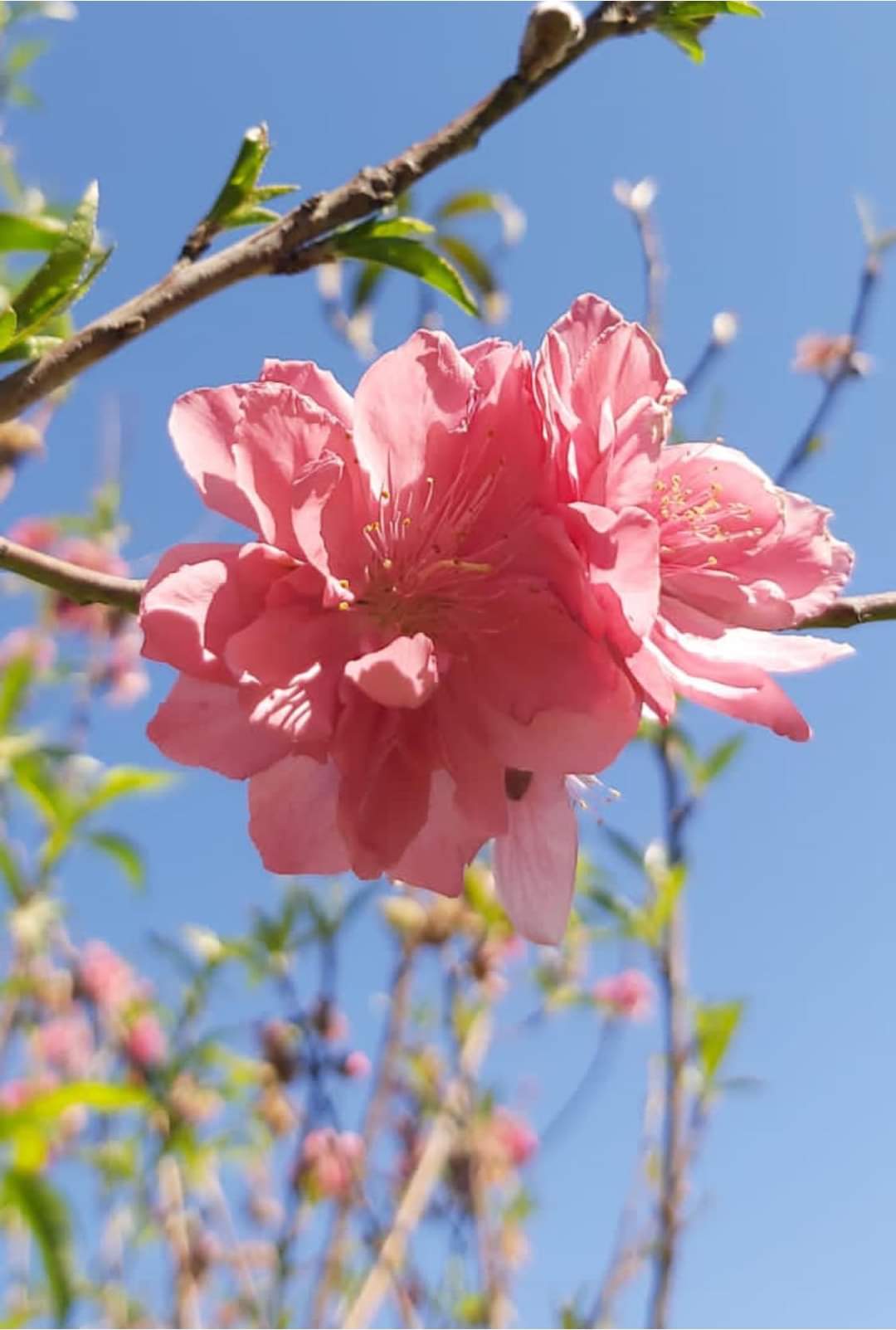Floración de nuestros Sakura